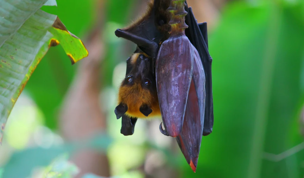 Indian pteropus fruit bat feeding on honey from a banana tree